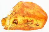 Fossil Coprolite and Hairy Plant in Baltic Amber #325471-1